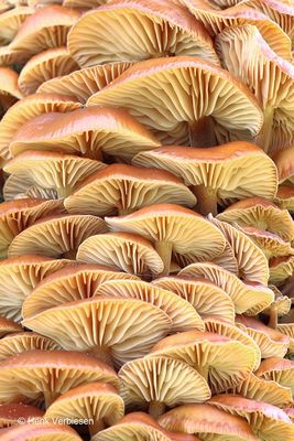 Flammulina velutipes - Gewoon Fluweelpootje 9.JPG