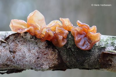 Tremella foliacea - Bruine Trilzwam 4.JPG