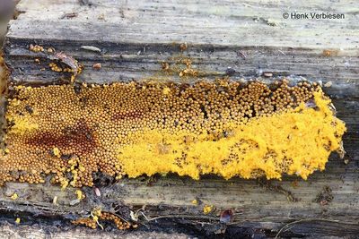 Trichia varia - Fopdraadwatje 4.JPG