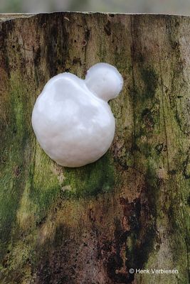 Reticularia lycoperdon - Zilveren Boomkussen 2.JPG