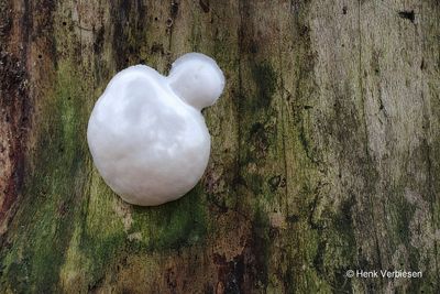 Reticularia lycoperdon - Zilveren Boomkussen 1.JPG
