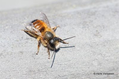 Osmia bicornis - Rosse Metselbij 2.JPG