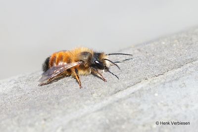 Osmia bicornis - Rosse Metselbij 1.JPG