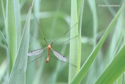 Tipula lunata - Oranje Maanmug 1.JPG