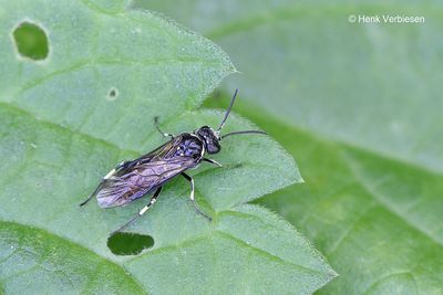 Macrophya alboannulata.JPG