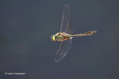 Cordulia aenea - Smaragdlibel 6.JPG