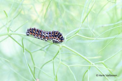 Papilio machaon - Koninginnenpage 1.JPG