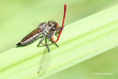 Eutolmus rufibarbis - Roodbaardroofvlieg 5.JPG