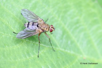 Dexiosoma caninum.JPG