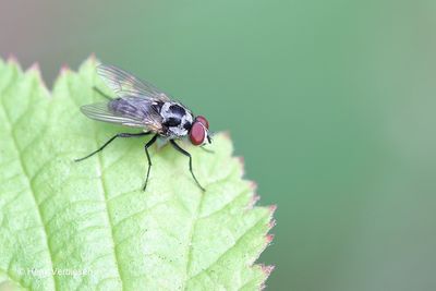 Anthomyia procellaris.JPG