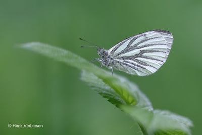 Pieris napi - Klein Geaderd Witje 1.JPG