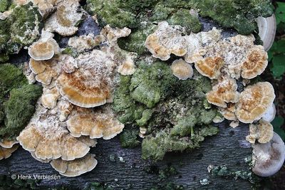 Coriolopsis trogii - Bleke Borstelkurkzwam 1.JPG