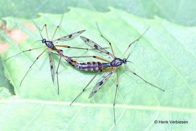 Ptychoptera contaminata - Viervlekglansmug 2.JPG