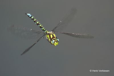 Aeshna cyanea - Blauwe Glazenmaker 1.JPG
