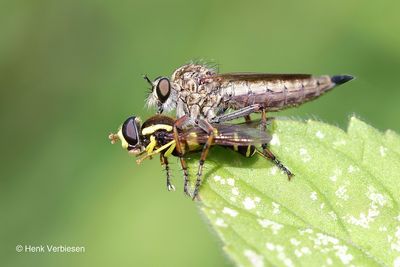 Flies
