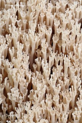 Artomyces pyxidatus - Kroontjesknotszwam 8.JPG