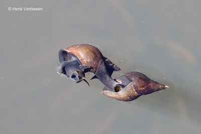 Lymnaea stagnalis - Gewone Poelslak 1.JPG