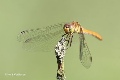 Sympetrum meridionale - Zuidelijke Heidelibel 5.JPG