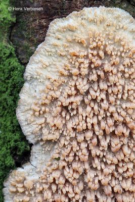 Radulomyces molaris - Getande Boomkorst 3.JPG