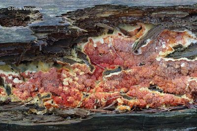 Leucogyrophana mollusca - Knolletjesplooivlies 4.JPG