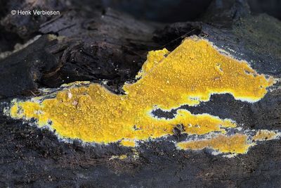 Phlebia subochracea - Roodgele Aderzwam 3.JPG