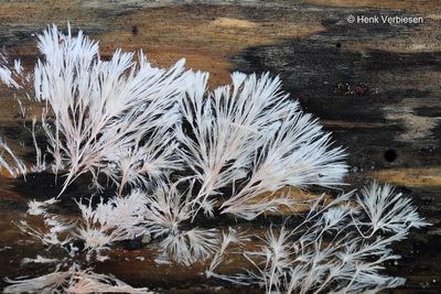 Steccherinum fimbriatum - Geveerde Raspzwam 4.JPG