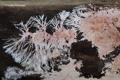Steccherinum fimbriatum - Geveerde Raspzwam 3.JPG