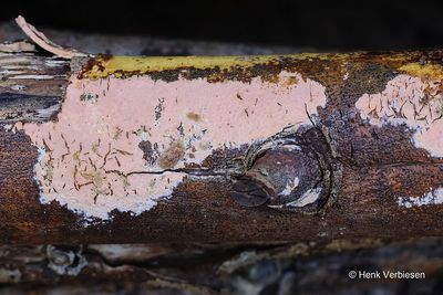 Peniophora incarnata - Oranjerode Schorszwam 2.JPG