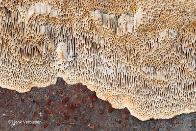 Coriolopsis trogii - Bleke Borstelkurkzwam 5.JPG