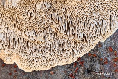 Coriolopsis trogii - Bleke Borstelkurkzwam 6.JPG