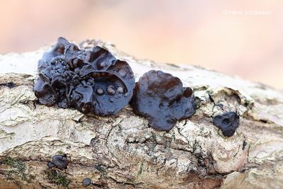 Exidia truncata - Eikentrilzwam.JPG