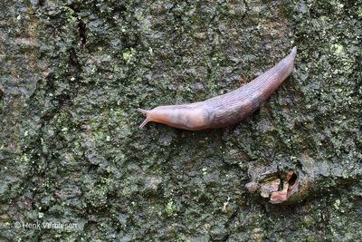 Lehmannia marginata - Bos-aardslak 2.JPG