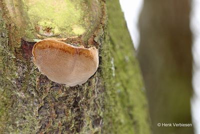 Phellinus tuberculosus - Boomgaardvuurzwam 2.JPG