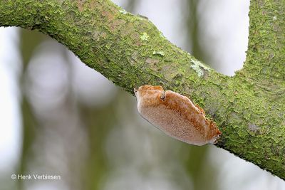 Phellinus tuberculosus - Boomgaardvuurzwam 1.JPG