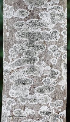 Lecidella elaeochroma - Gewoon Purperschaaltje 1.JPG