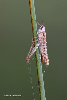 Entomophaga grylli 3.JPG