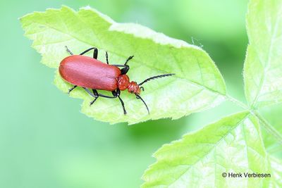 Pyrochroa serraticornis - Roodkopvuurkever 1.JPG