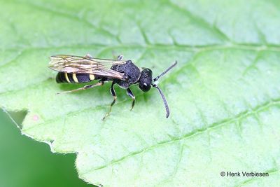 Crabronidae