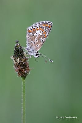 Aricia agestis - Bruin Blauwtje 4.JPG