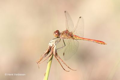 Sympetrum meridionale - Zuidelijke Heidelibel 2.JPG
