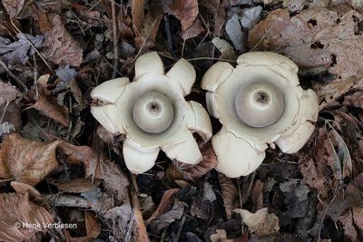 Geastrum triplex - Gekraagde Aardster 4.JPG