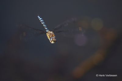 Aeshna mixta - Paardenbijter 9.JPG