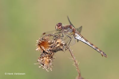 Sympetrum striolatum - Bruinrode Heidelibel 11.JPG
