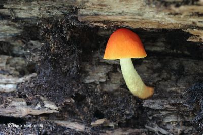 Pluteus aurantiorugosus - Oranjerode Hertenzwam.JPG