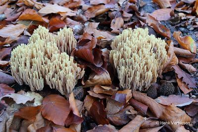 Ramaria stricta - Rechte Koraalzwam 2.JPG