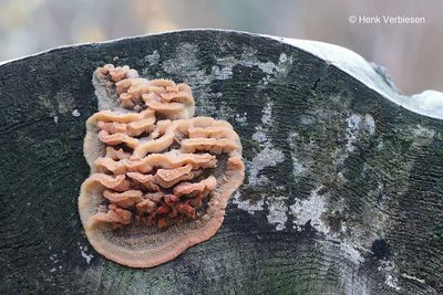 Phlebia tremellosa - Spekzwoerdzwam 5.JPG