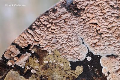 Ceriporiopsis gilvescens - Verkleurende Poria 1.JPG