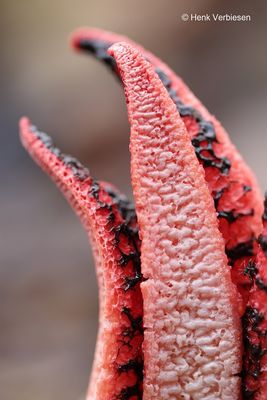 Clathrus archeri - Inktviszwam 9.JPG