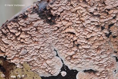 Ceriporiopsis gilvescens - Verkleurende Poria 2.JPG