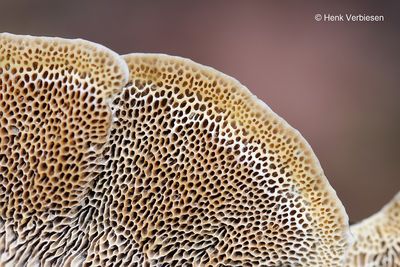 Coriolopsis trogii - Bleke Borstelkurkzwam 8.JPG